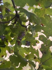 Cynips douglasii