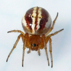 Araneus pratensis