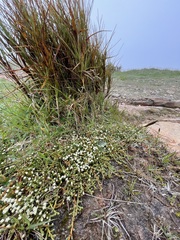 Kelleria dieffenbachii