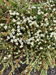 Kelleria dieffenbachii