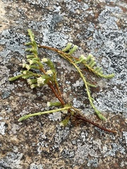 Kelleria dieffenbachii