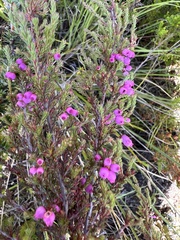 Erica gracilis