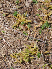 Crassula colligata colligata