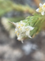 Kelleria dieffenbachii
