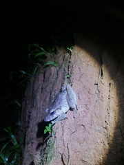 Craugastor fitzingeri