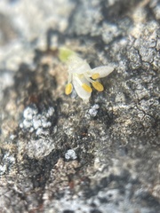 Kelleria dieffenbachii