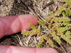 Crassula colligata colligata