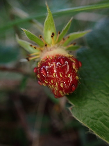 Fragaria chiloensis