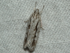 Eulechria xeropterella