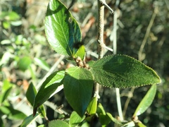 Ceanothus oliganthus sorediatus