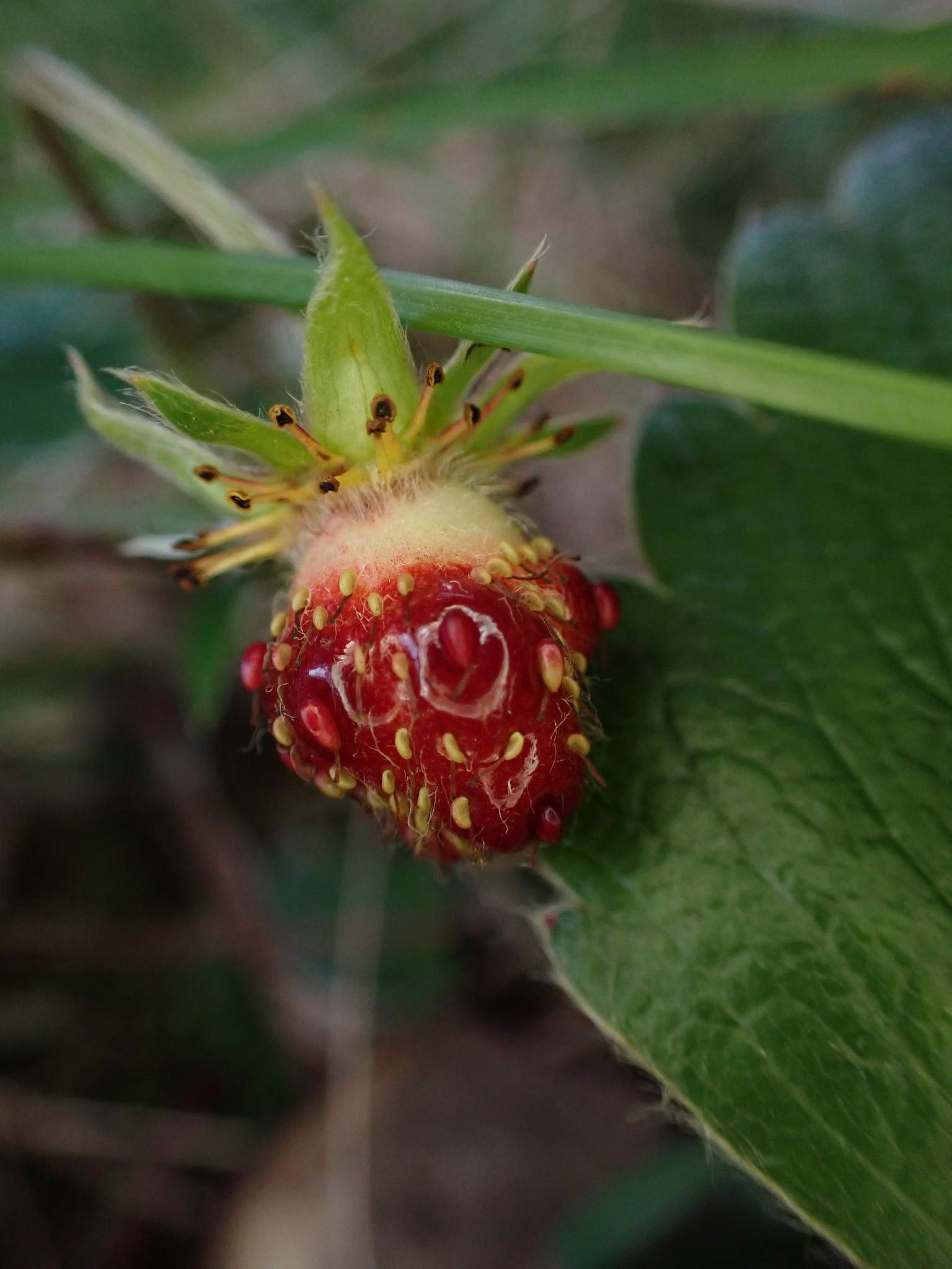 Fragaria chiloensis ssp. sandwicensis