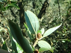 Ceanothus oliganthus sorediatus