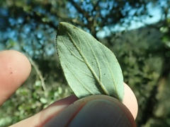 Ceanothus oliganthus sorediatus