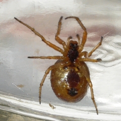 Araneus pratensis