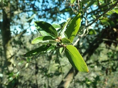 Ceanothus oliganthus sorediatus