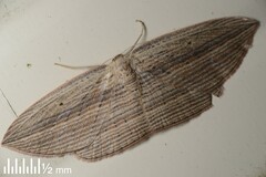 Epiphryne verriculata