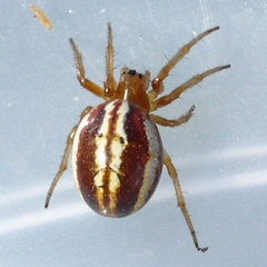 Araneus pratensis