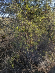 Ceanothus oliganthus sorediatus