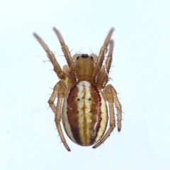 Araneus pratensis