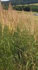 Calamagrostis epigejos