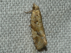 Euphona euphona