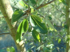 Ceanothus oliganthus sorediatus