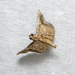 Scenedra decoratalis