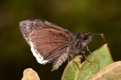Erynnis tristis tatius
