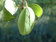 Ceanothus oliganthus sorediatus