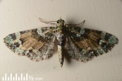 Pasiphila bilineolata