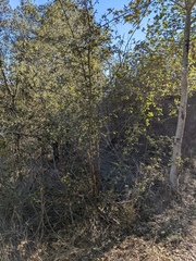 Ceanothus oliganthus sorediatus