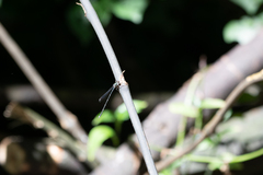 Austrolestes colensonis