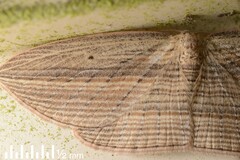 Epiphryne verriculata