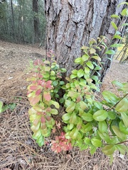 Vaccinium fuscatum