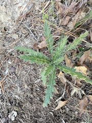 Cirsium horridulum