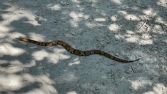 Agkistrodon laticinctus