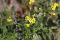 Senecio brigalowensis