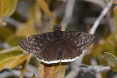 Erynnis tristis tatius