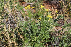 Senecio brigalowensis