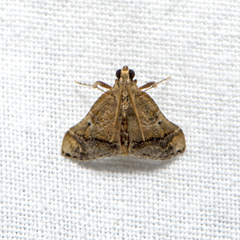 Scenedra decoratalis