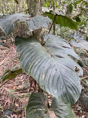 Philodendron ornatum