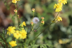 Senecio brigalowensis
