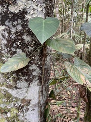 Philodendron ornatum