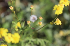 Senecio brigalowensis