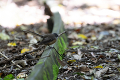 Rhipidura fuliginosa