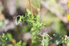 Senecio brigalowensis