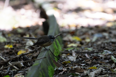 Rhipidura fuliginosa