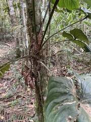 Philodendron ornatum