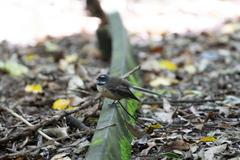 Rhipidura fuliginosa