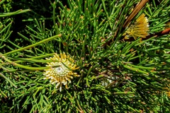 Isopogon anethifolius